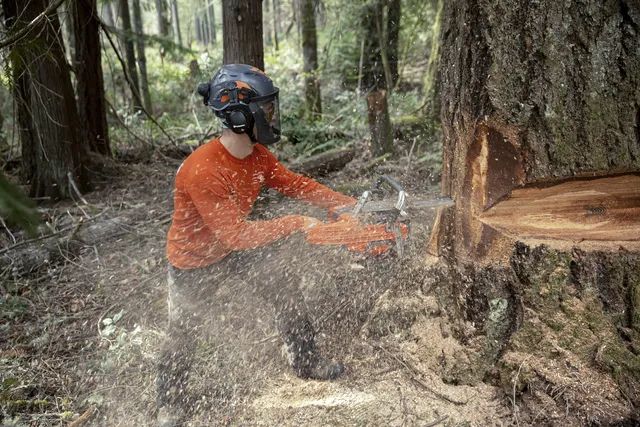 Husqvarna 585 Pilarka spalinowa łańcuchowa trwała i dostosowana do trudnych wyzwań Husqvarna 585 Pilarka spalinowa łańcuchowa trwała i dostosowana do trudnych wyzwań